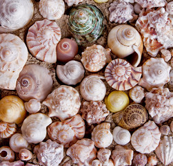 a collection of sea shells