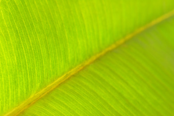 Texture of a green leaf