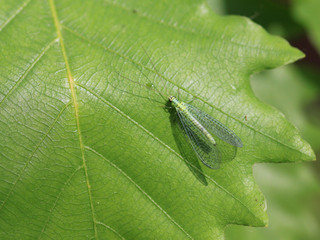 Златоглазка ( Chrysopidae) на листе дуба