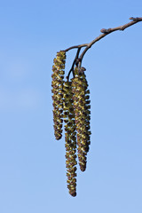 Hazel catkins and twig