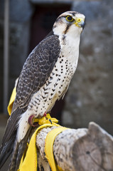 Naklejka premium Faucon Lanier (Falco biarmicus)