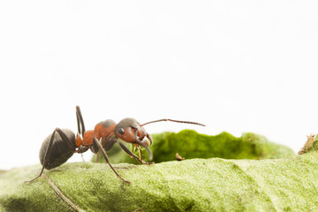 Portrait of ant