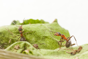 Portrait of ant