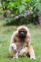 Gibbon