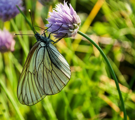 Butterfly and wild onion plant © guzelika