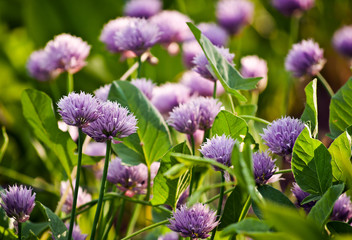 Wild flowers clever summer time wallpaper background