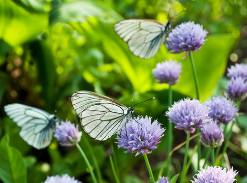 White Butterflies on the wild violet onion plant