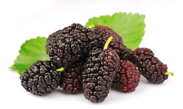 Group of mulberry with leafs