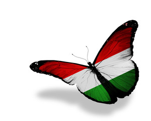 Hungarian flag butterfly flying, isolated on white background