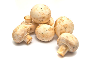 many fresh mushrooms