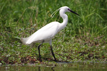Aigrette garzette au bord de l'eau