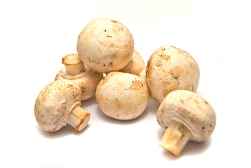 many fresh mushrooms on white