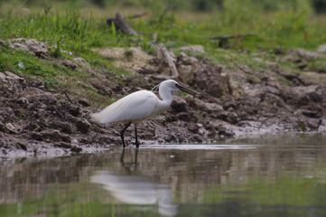 Prédatrice d'écrevisse - Aigrette garzette