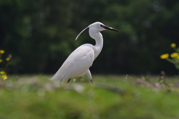 Aigrette garzette