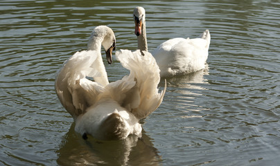 Swan couple