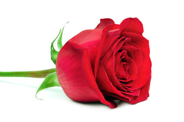 Beautiful red rose