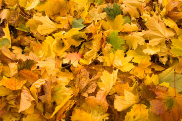 Naklejka na ściany i meble multicolored fall leaves