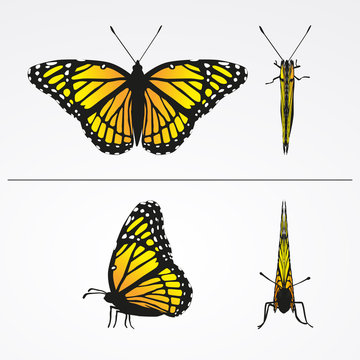 Schmetterling Monarchfalter Ansichten Vektor