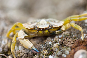 Le crabe sur le rocher
