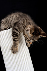 Naklejka na ściany i meble Self Control - wyważanie Kitten na rurze