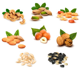 Big collection of ripe nuts and seeds. Vector.