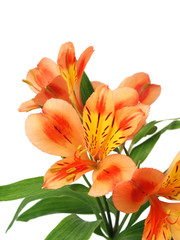 Alstroemeria lilly flowers isolated