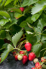 Growing strawberries