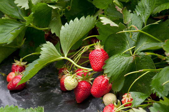 Landscape growing strawberries