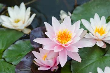 Tableaux sur verre fleur de lotus informations de nénuphar