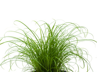 Cat grass