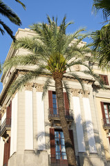 Palmen auf dem Plaça Reial, Barcelona