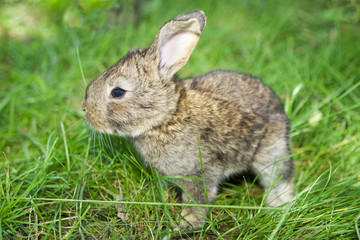 Little Bunny