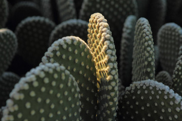 Fine Art Cactus