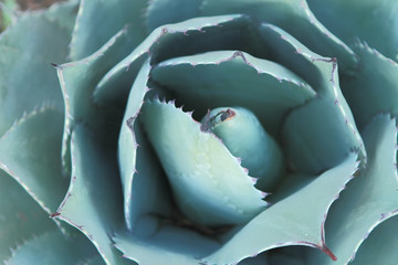 Fototapeta premium Fine Art Cactus