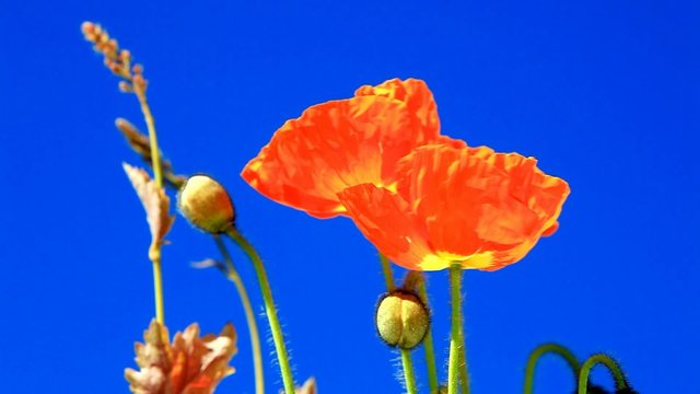 Wilder Mohn vor blauem Himmel - Wild poppy in front of blue sky