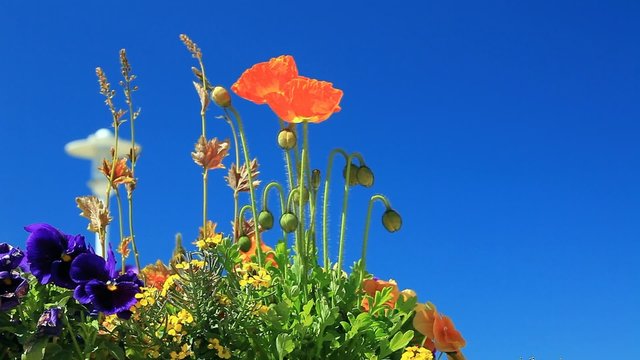 Fr&uuml;hling und Sommer Blumenarrangement vor blauem Himmel