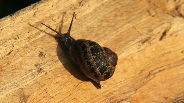 Escargot qui grimpe un morceau de bois