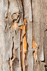 Altes Holz