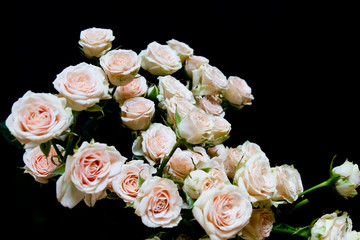 Bouquet of pink roses over black background