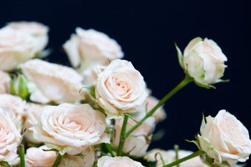 Bouquet of pink roses over black background