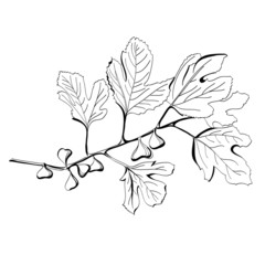 Stylized black and white drawing of a branch of fig tree - 42112725