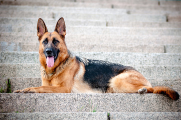 german shepherd dog portrait on the steps