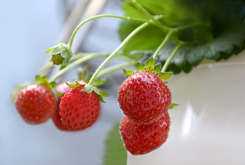 Fresh red strawberries on white background