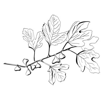 Stylized black and white drawing of a branch of fig tree