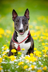 bull terrier dog posing in a flower field