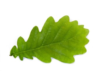 Blatt der Stieleiche, auch Deutsche Eiche, Sommereiche (Quercus robur, Syn.: Quercus pedunculata),...