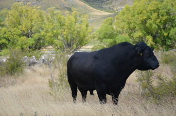 bull in new zealand