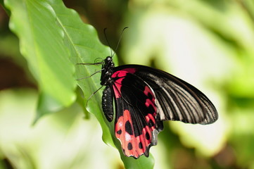 Female Scarlet Mormon Butterfly,aka,Papilio rumanzovia