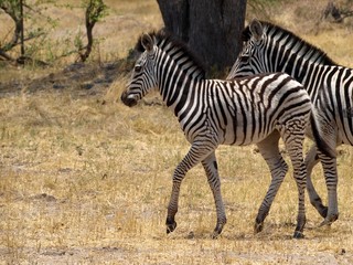 Obraz na płótnie Canvas Zebra z matką cub