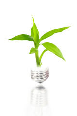 Fototapeta na wymiar eco concept: light bulb with plant inside